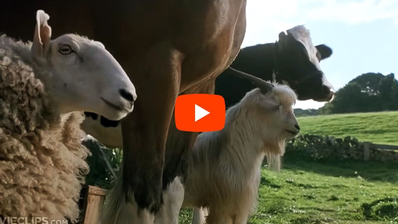 Christmas baffles barnyard — Babe